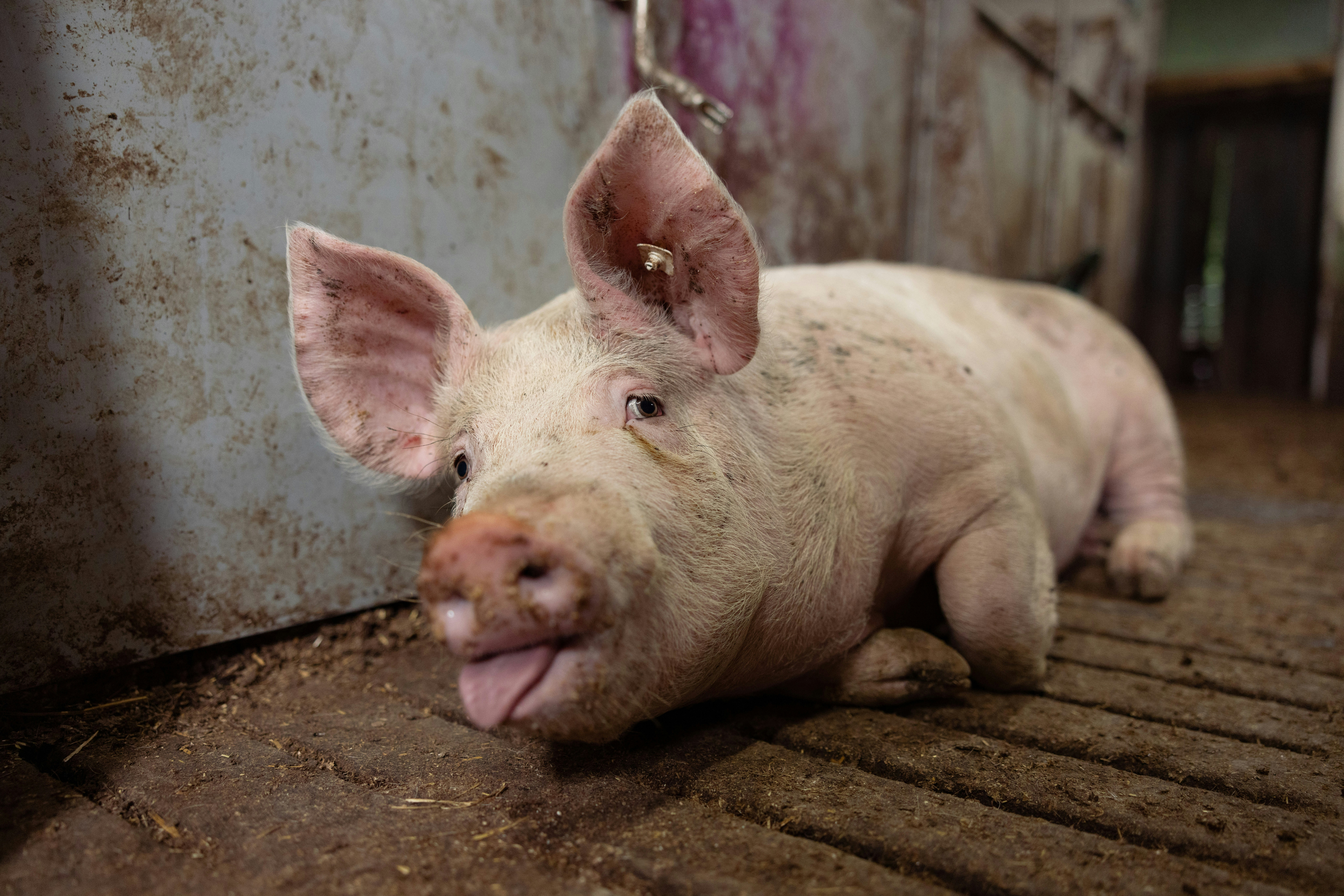 Saving Our Bacon: A Scientist's Work to Protect the Pork Industry From Virus Outbreaks