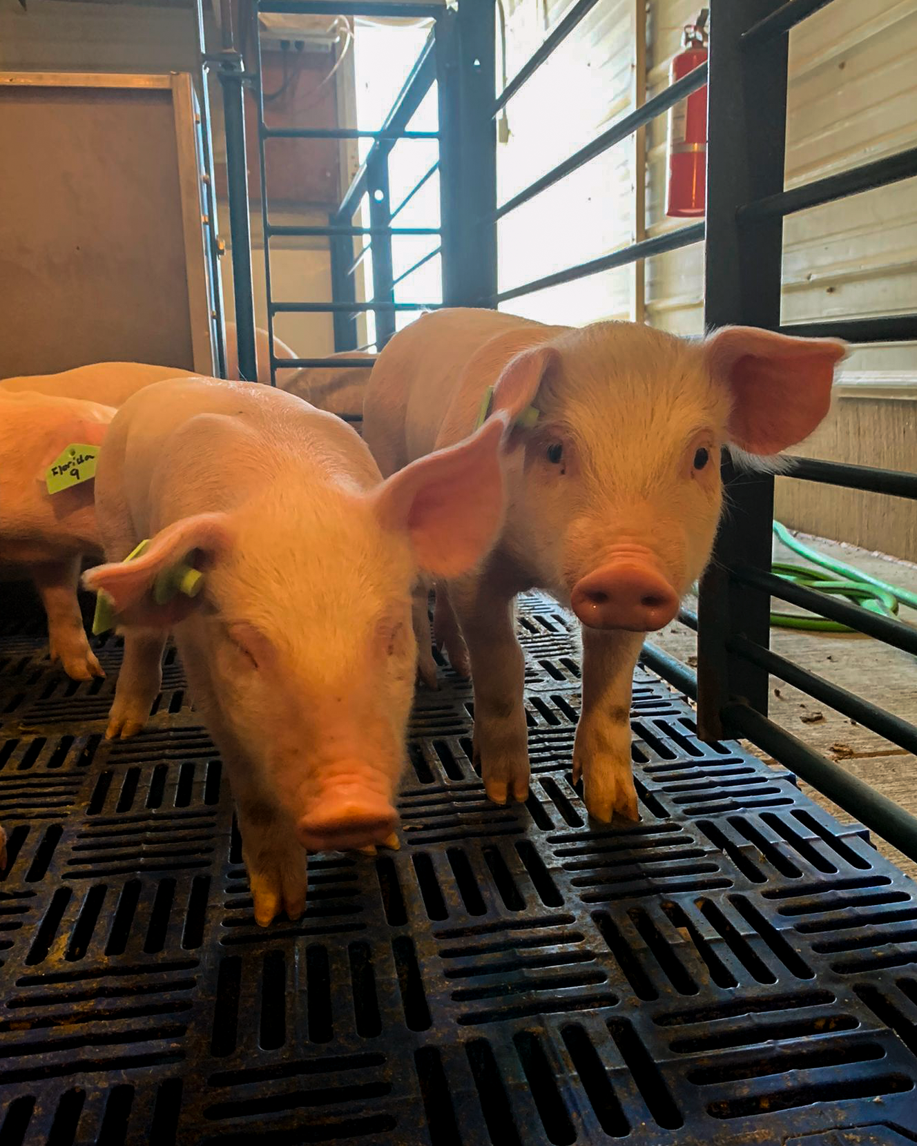 Model Reroutes Livestock Trucks to Reduce Risk of Infection