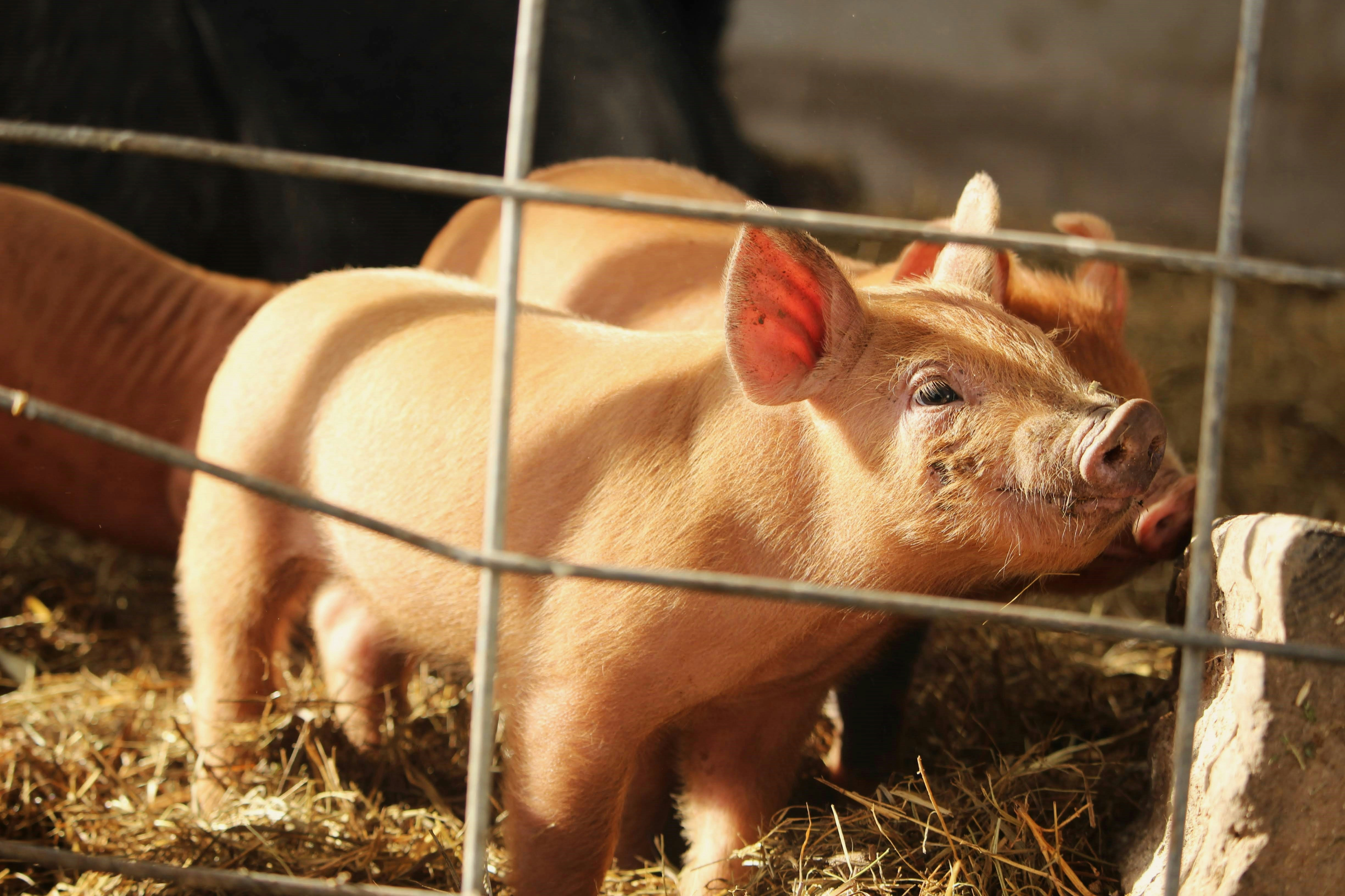 Enhancing U.S. Swine Farm Preparedness For Infectious Foreign Animal Diseases With Rapid Access To Biosecurity Information