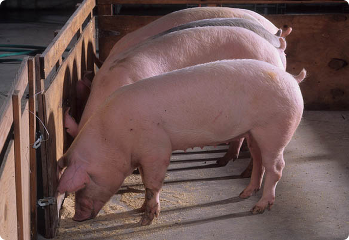 Is the U.S. Ready For An African Swine Fever Outbreak?